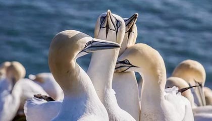 爱游戏体育_ NBA季后赛对决解析，谁将问鼎？，nba季后赛对阵揭晓