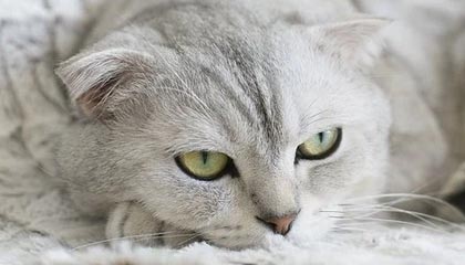 爱游戏下载_ 2025年电竞市场展望：机遇与挑战并存，爱游戏现在叫什么