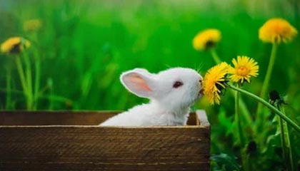 佛罗伦萨2-0轻松取胜萨索洛，进攻表现不俗——意甲最新战报