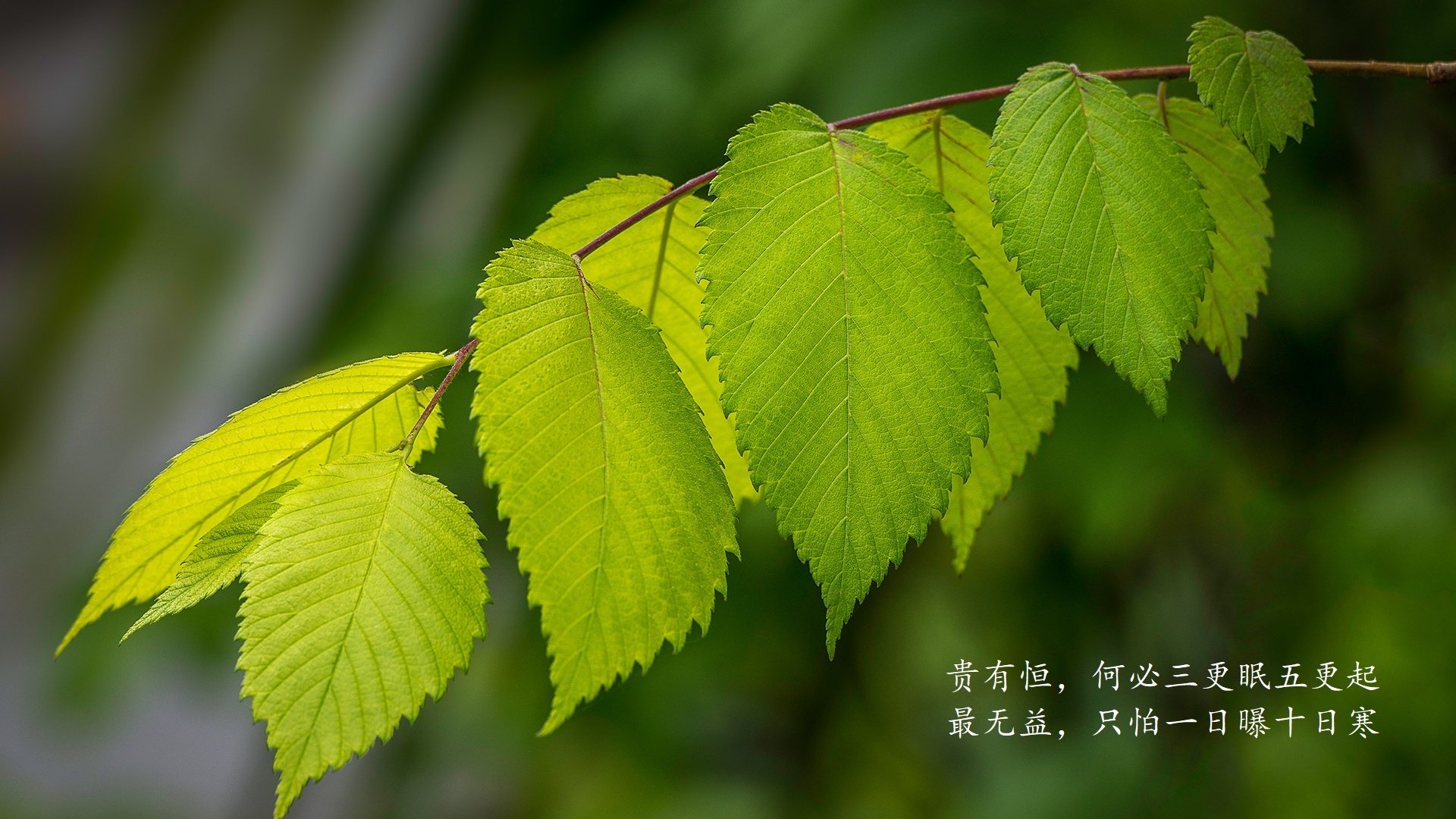 曼联坚若磐石，球队实力毋庸置疑，曼联坚若磐石,球队实力毋庸置疑什么意思